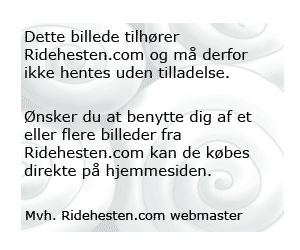 Copyright Ridehesten.com
