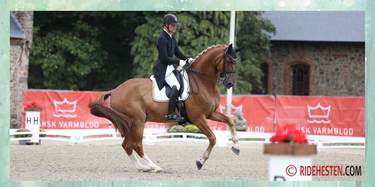 Daniel Bachmann Andersen kommer til start med Flash Gordon. Foto: Ridehesten.com